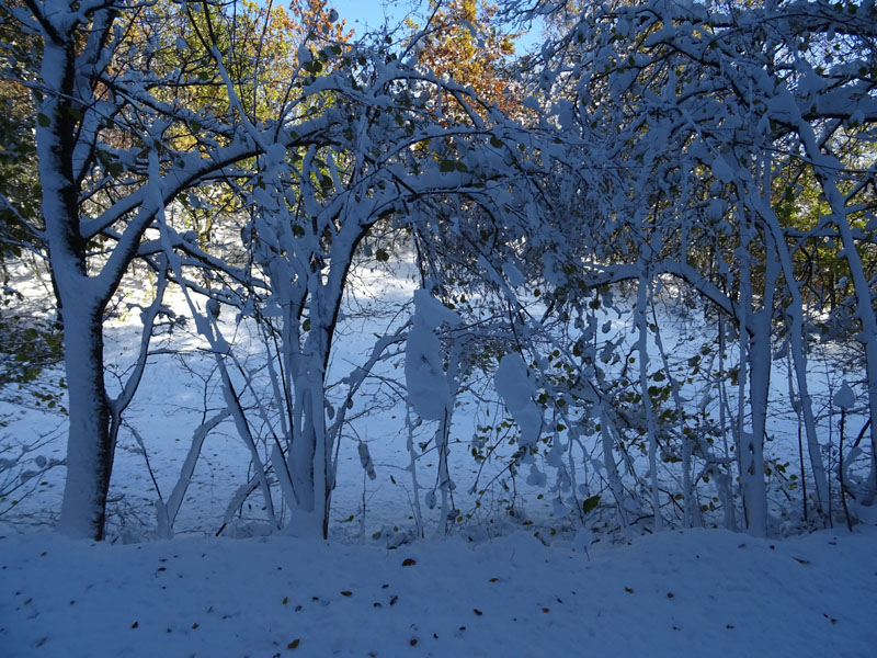 prime escursioni sulla neve....autunno  2019